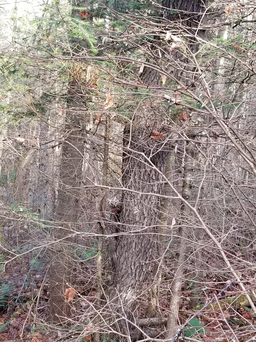 Animal hidden in a tree